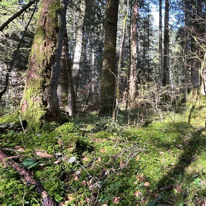 foret carre